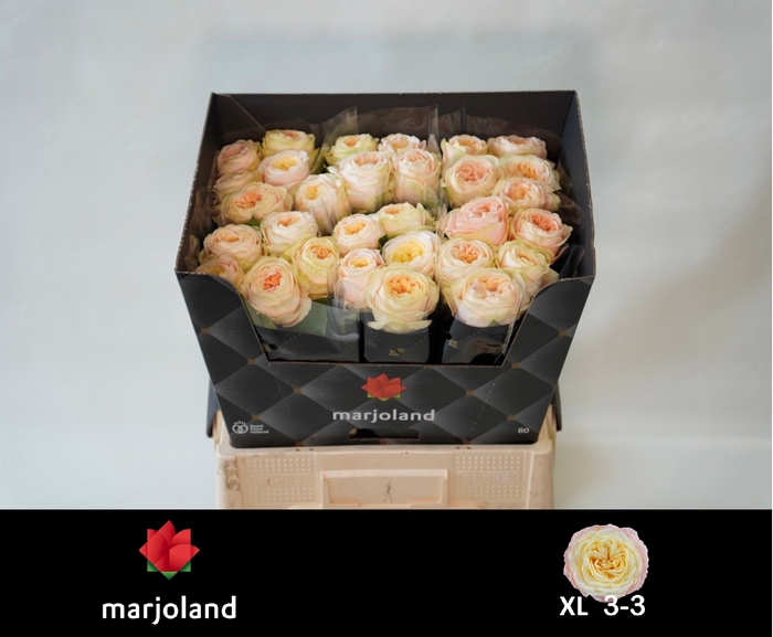 <h4>R Gr Priscilla XL 33 Marjoland</h4>