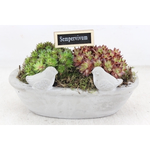 arr4 Semp JS - Vogel drink bak 335/4