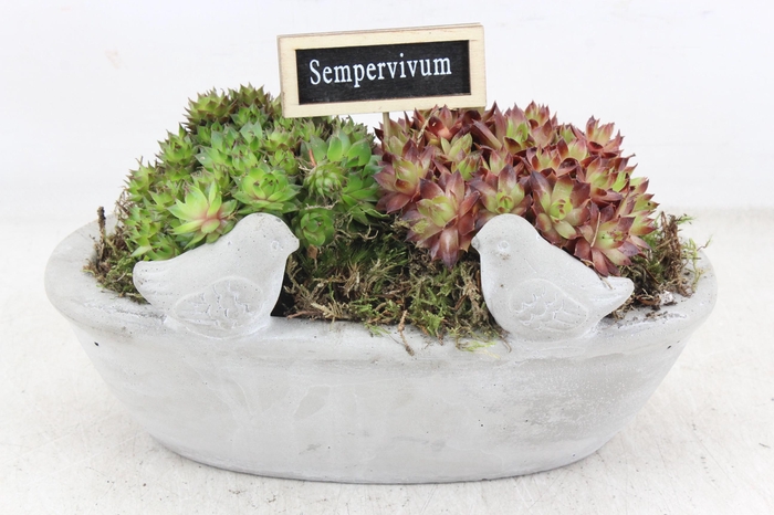 <h4>arr4 Semp JS - Vogel drink bak 335/4</h4>