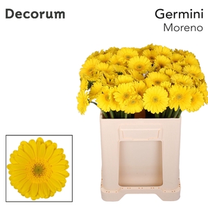 Germini Moreno Water