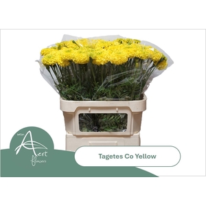 TAGE E  CO YELLOW