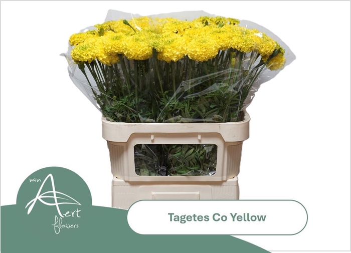 <h4>TAGE E CO YELLOW</h4>