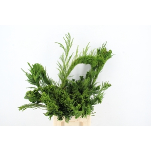 CRYPTOMERIA CRIST LARGE