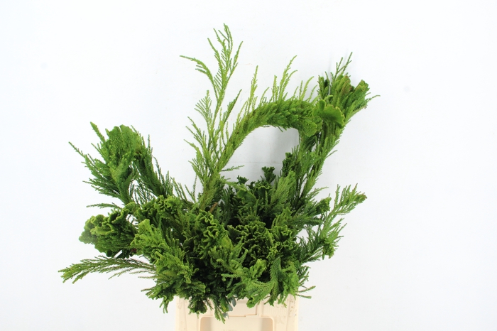 <h4>CRYPTOMERIA CRIST LARGE</h4>