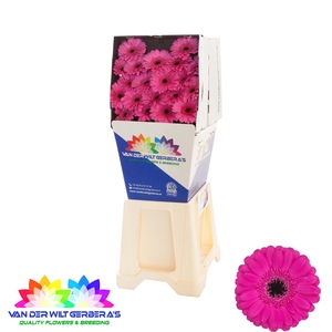 Germini Anna Diamond