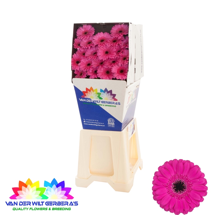 <h4>Germini Anna Diamond</h4>