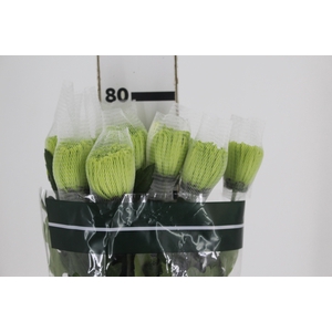 ANASTASIA DARK GREEN 080 CM VERDE