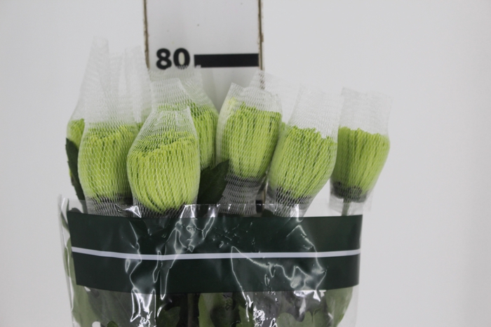 <h4>ANASTASIA DARK GREEN 080 CM VERDE</h4>