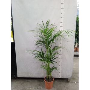 Howea forsteriana