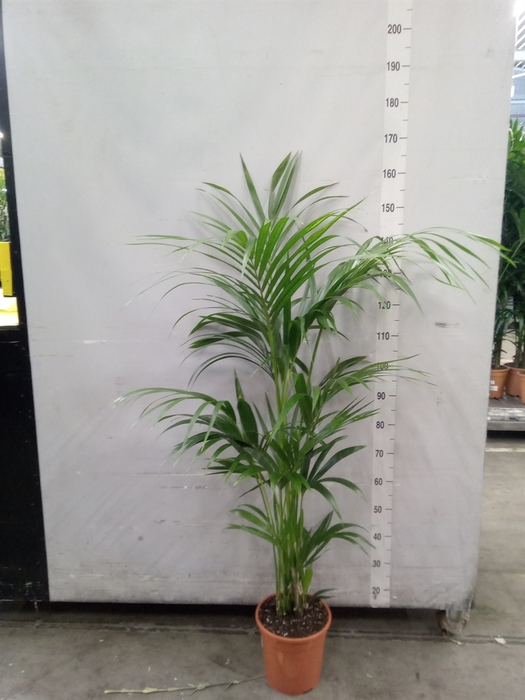 <h4>Howea forsteriana</h4>