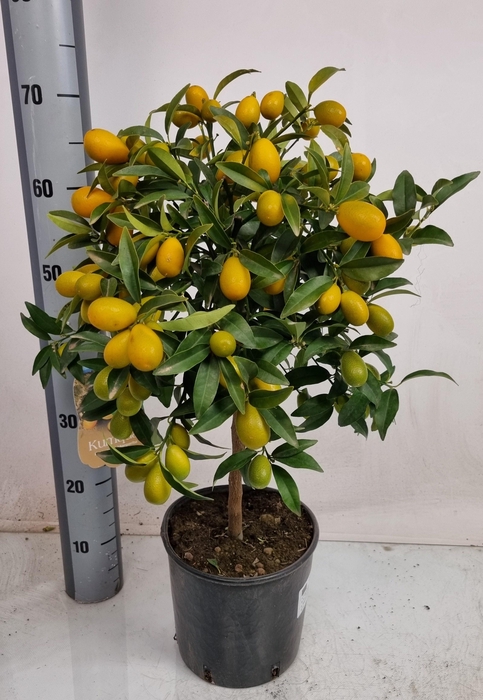 <h4>CITR MARGARITA</h4>