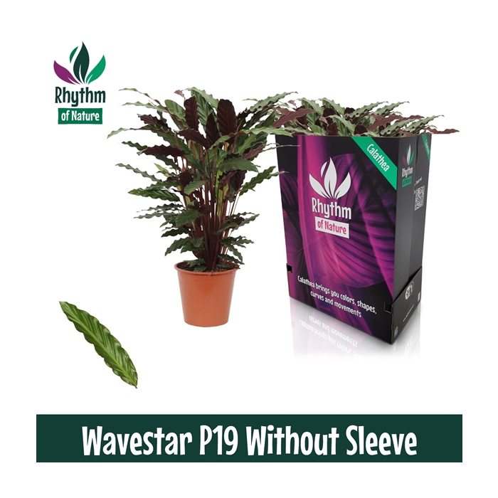 <h4>Calathea 19cm Wavestar Rhythm of Nature zonder hoes (Rufibarba)</h4>