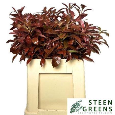 <h4>Phot X F Red Robin</h4>