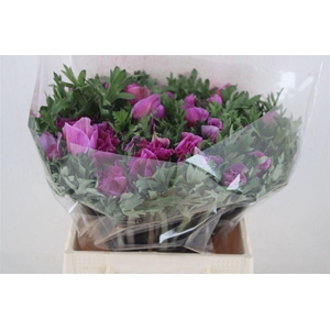 Anem Mistral Super Orchid