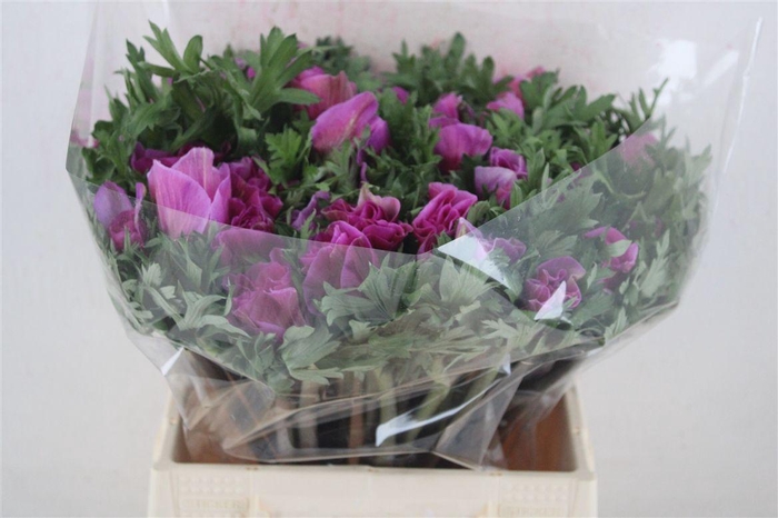 <h4>Anem Mistral Super Orchid</h4>