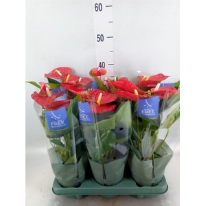 Anthurium andr. 'Karma Red'