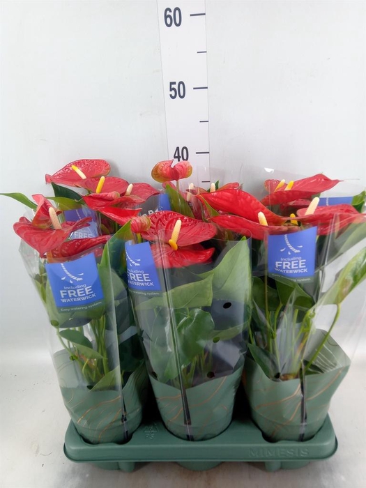 <h4>Anthurium andr. 'Karma Red'</h4>