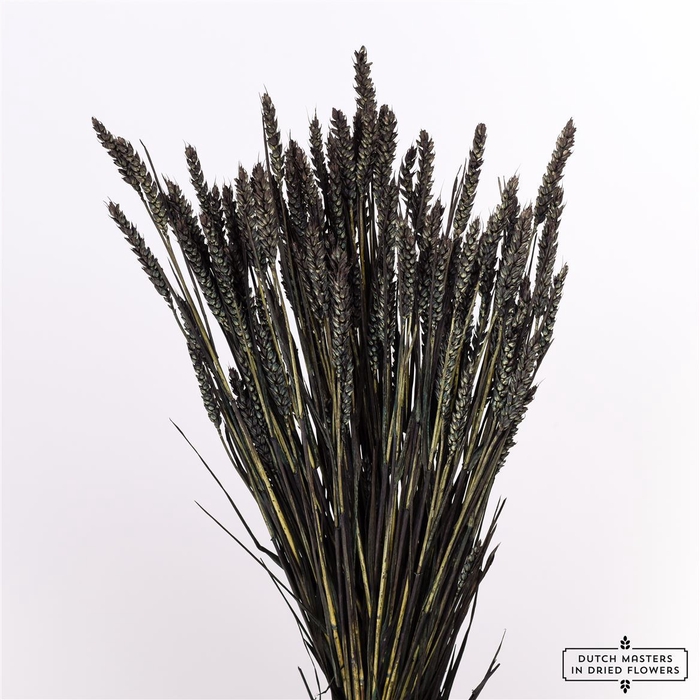 <h4>Dried Triticum Black Bunch</h4>