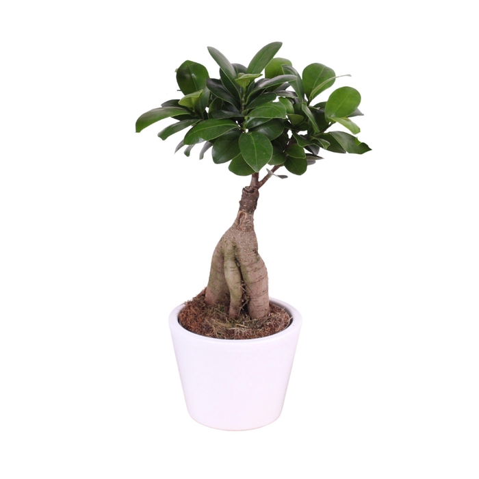 <h4>Ficus m. Ginseng ø09cm in ø11cm Karla pot White</h4>