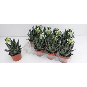 Aloe aristata 'Tiki Tahi'