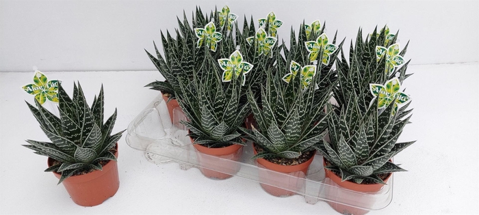 <h4>Aloe aristata 'Tiki Tahi'</h4>