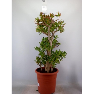 Crassula ovata 'Sunset'