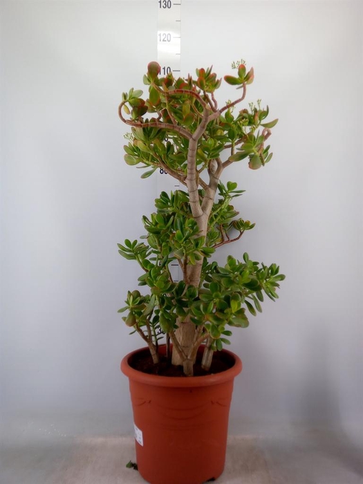 <h4>Crassula ovata 'Sunset'</h4>