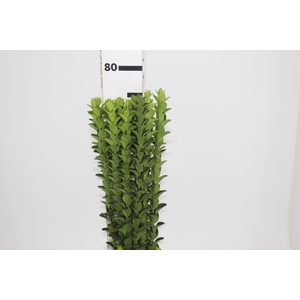 FOLHAGEM PORTUGUESA 070 CM