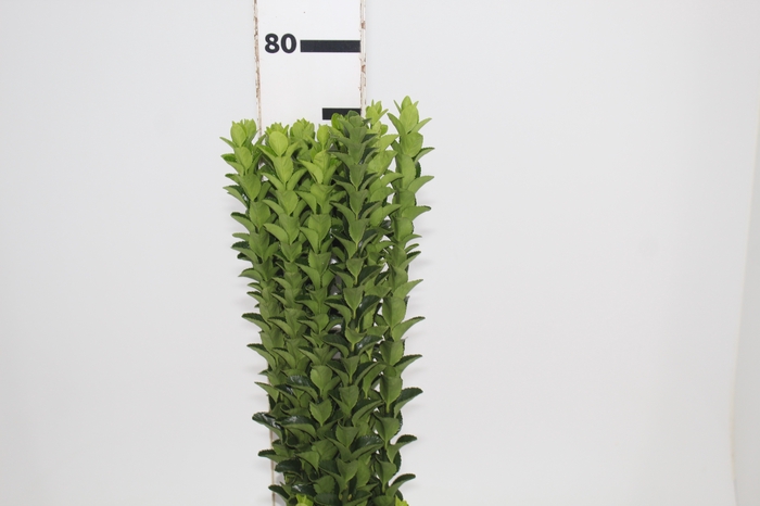 FOLHAGEM PORTUGUESA 070 CM
