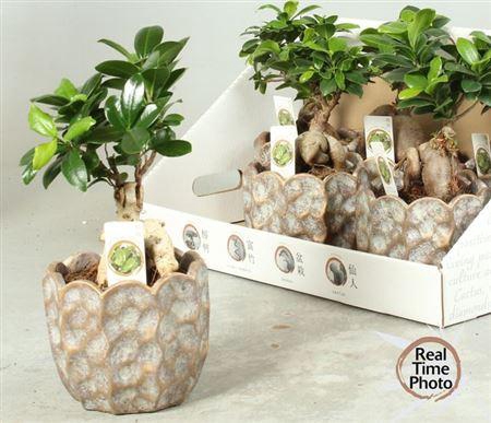 <h4>Fic Mi Ginseng</h4>