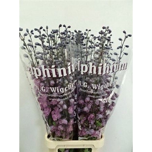 Delph Du Dewi Flamingo Pale P