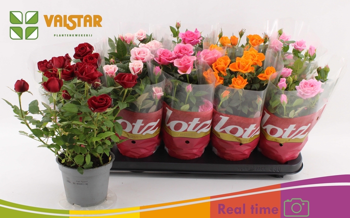 <h4>RO LOTZ OF GEM 5 KL</h4>