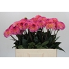 Dahlia Esli