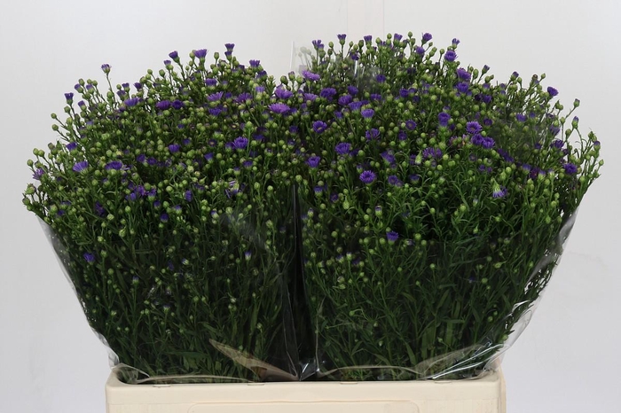 <h4>Aster Casamare</h4>