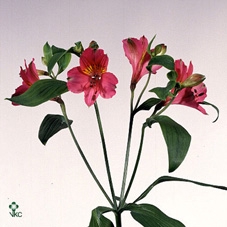 Alstroemeria Mix I° st.