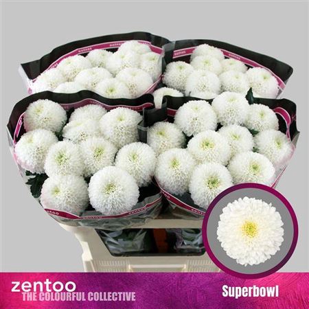 <h4>Chrysanthemum (Indicum Grp) eboutonné SuperBowl</h4>
