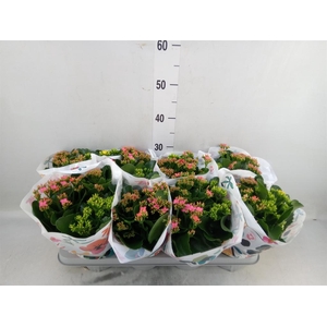 Kalanchoe blos.   ..mix in pot