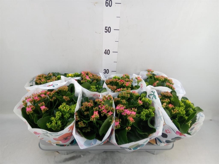 <h4>Kalanchoe blos.   ..mix in pot</h4>