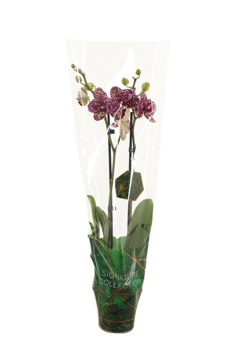 <h4>Signature Phal Wildcat 2T16+</h4>