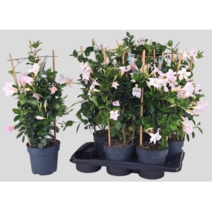 MANDE SUN WHITE