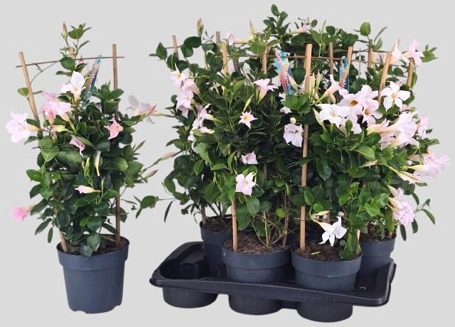 MANDE SUN WHITE