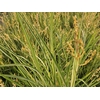Chlorophytum gemengd