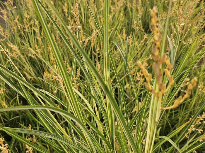 Chlorophytum gemengd