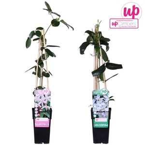 Clematis evergreen mix shelve P15 - Upclimbers