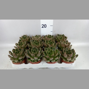 Echeveria   ...not flowering