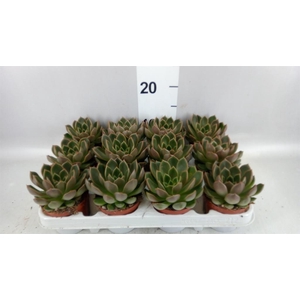 Echeveria   ...not flowering