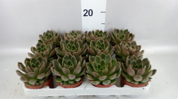 <h4>Echeveria   ...not flowering</h4>