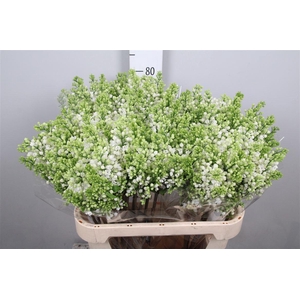 Syr Vu White Wonder 4+