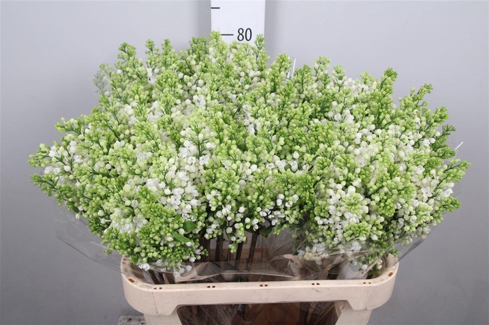 <h4>Syr Vu White Wonder 4+</h4>