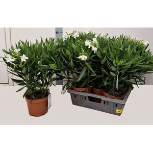 NERI OLEANDER
